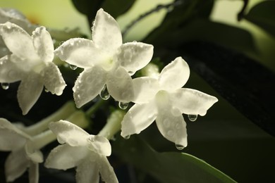 Photo of Beautiful jasmine plant with flowers and water drops on blurred background, closeup