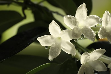 Photo of Beautiful jasmine plant with flowers and water drops on blurred background, closeup