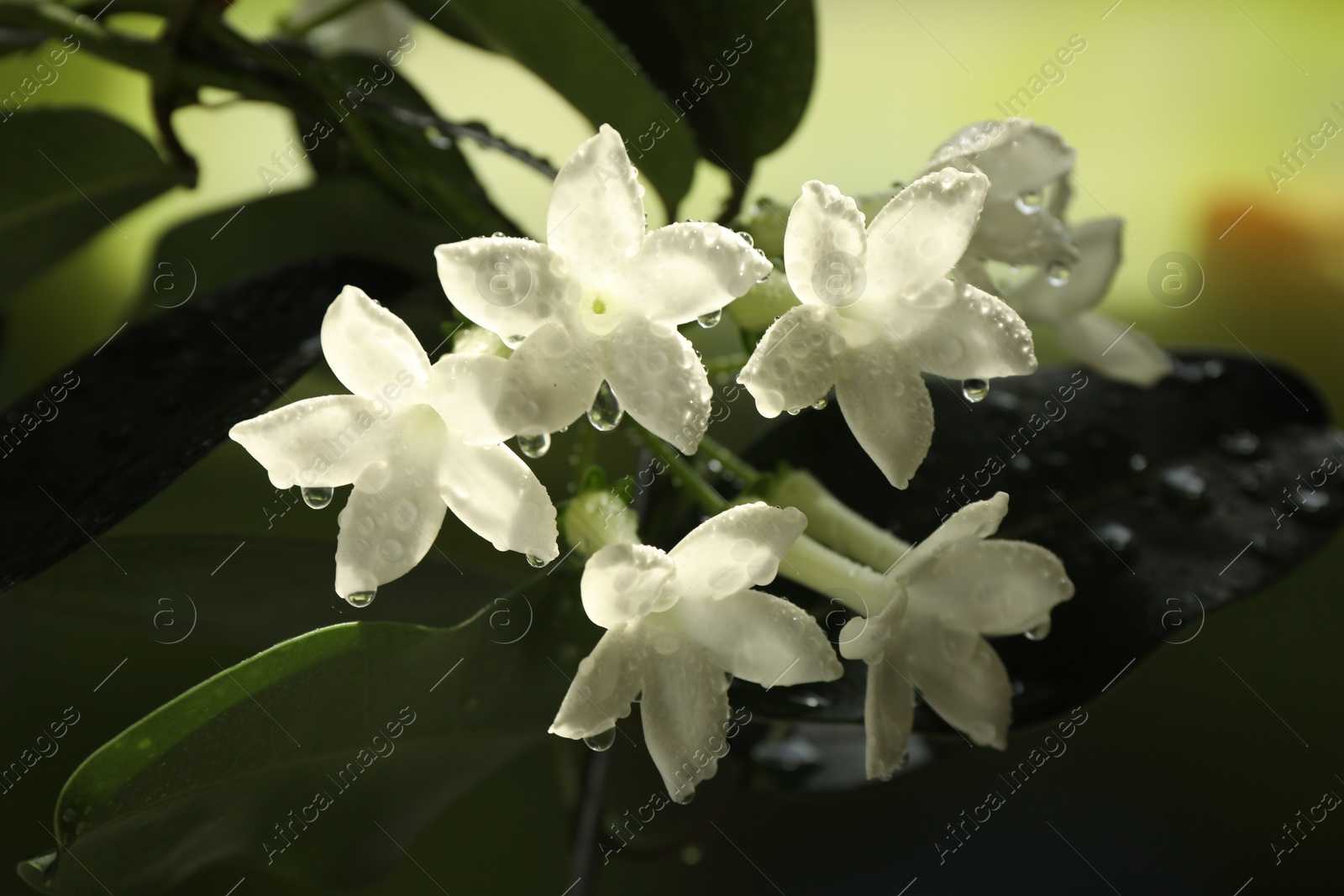 Beautiful jasmine plant with flowers and water drops on blurred background, closeup Photo of Beautiful jasmine plant with flowers and water drops on blurred background, closeup