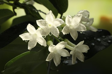 Photo of Beautiful jasmine plant with flowers and water drops on blurred background, closeup
