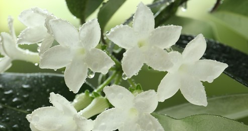 Photo of Beautiful jasmine plant with flowers and water drops on blurred background, closeup
