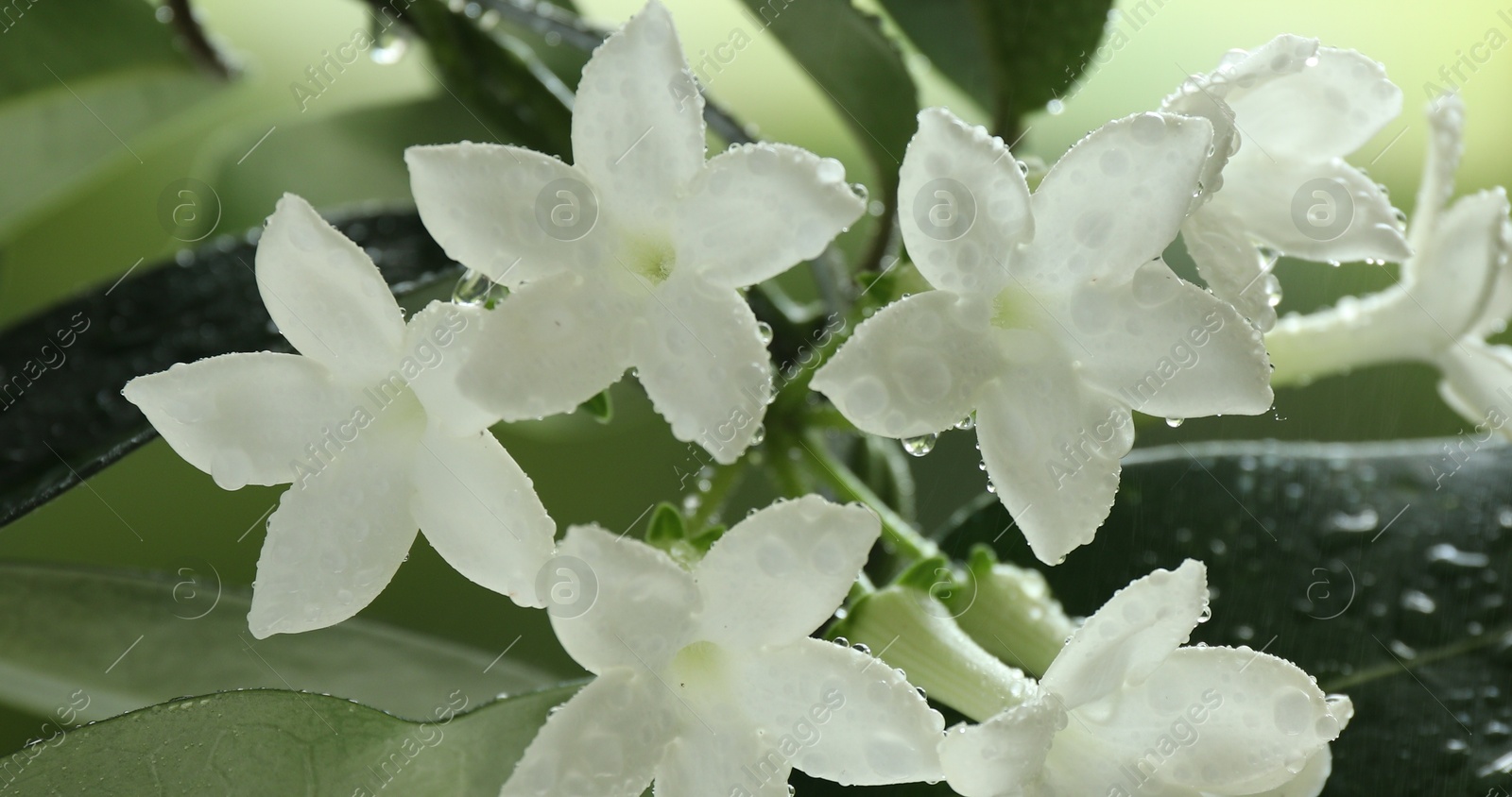 Beautiful jasmine plant with flowers and water drops on blurred background, closeup Photo of Beautiful jasmine plant with flowers and water drops on blurred background, closeup