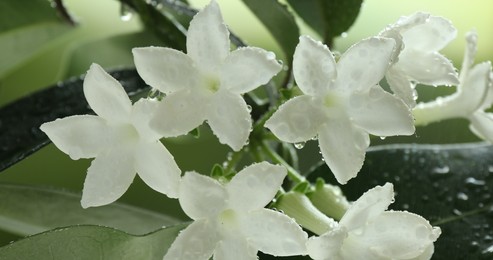 Photo of Beautiful jasmine plant with flowers and water drops on blurred background, closeup