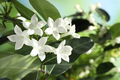 Photo of Beautiful jasmine plant with flowers on blurred background, closeup