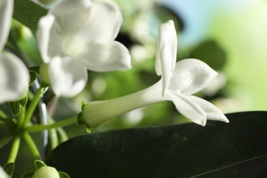 Photo of Beautiful jasmine plant with flowers on blurred background, closeup