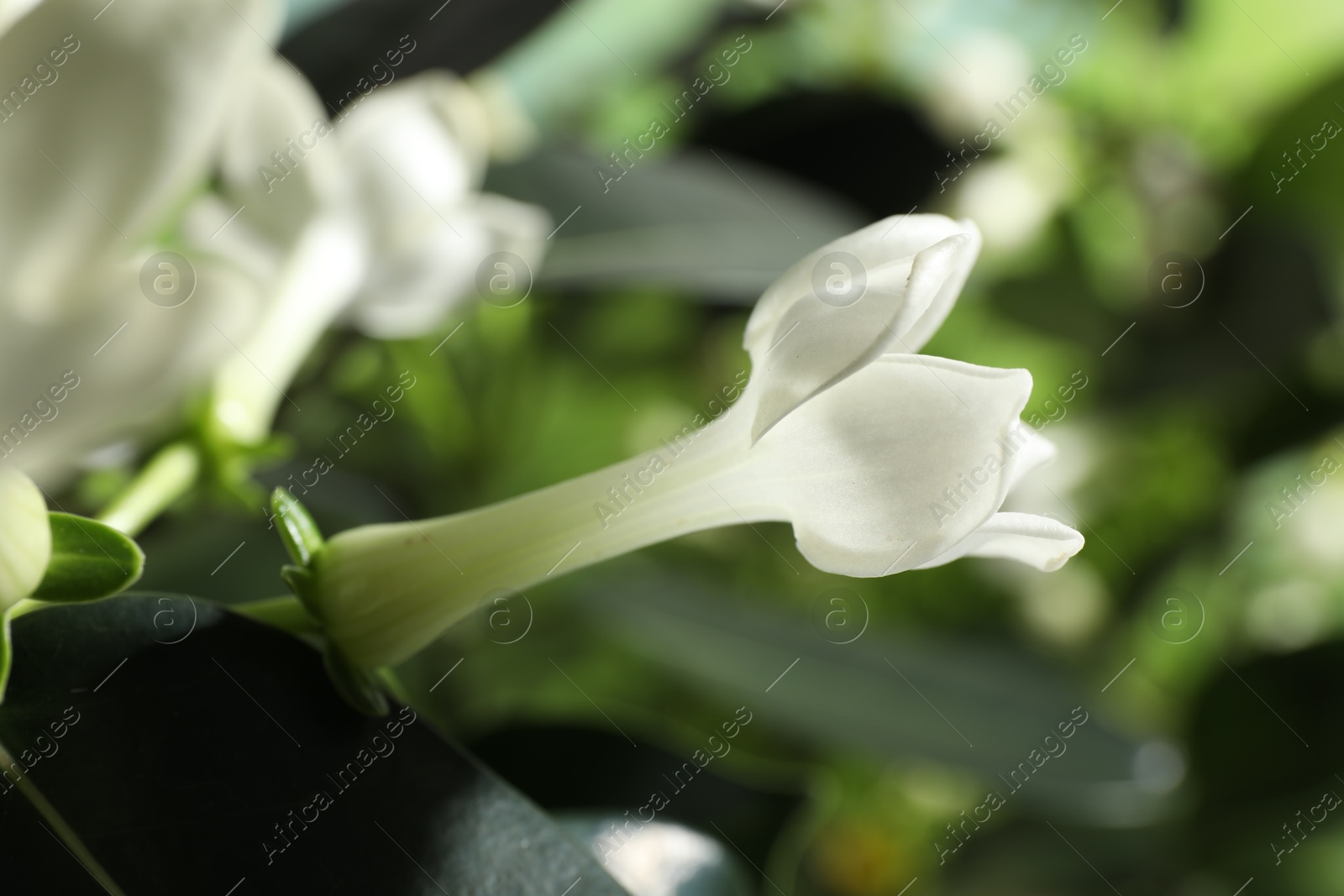 Beautiful jasmine plant with flowers on blurred background, closeup Photo of Beautiful jasmine plant with flowers on blurred background, closeup