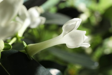 Photo of Beautiful jasmine plant with flowers on blurred background, closeup
