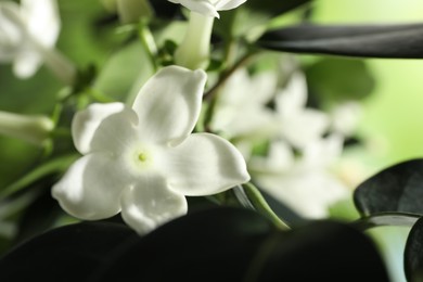 Photo of Beautiful jasmine plant with flowers on blurred background, closeup