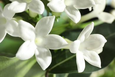 Photo of Beautiful jasmine plant with flowers on blurred background, closeup