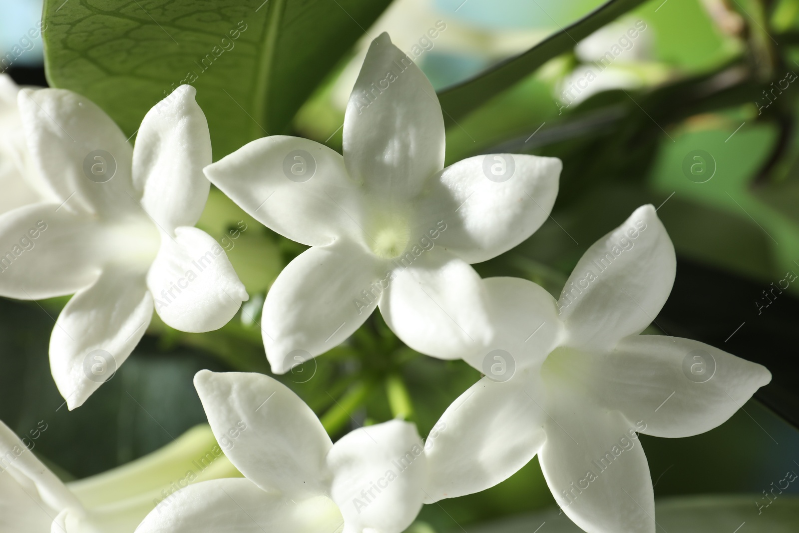 Beautiful jasmine plant with flowers on blurred background, closeup Photo of Beautiful jasmine plant with flowers on blurred background, closeup