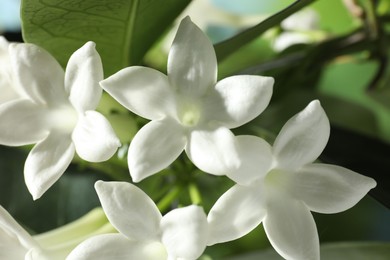 Photo of Beautiful jasmine plant with flowers on blurred background, closeup