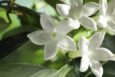 Photo of Beautiful jasmine plant with flowers on blurred background, closeup