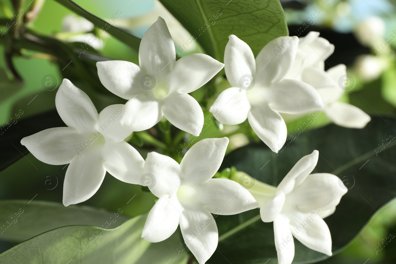 Beautiful jasmine plant with flowers on blurred background, closeup Photo of Beautiful jasmine plant with flowers on blurred background, closeup