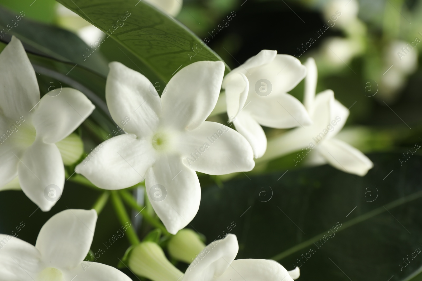 Beautiful jasmine plant with flowers on blurred background, closeup Photo of Beautiful jasmine plant with flowers on blurred background, closeup