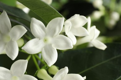 Photo of Beautiful jasmine plant with flowers on blurred background, closeup