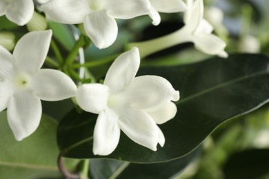 Photo of Beautiful jasmine plant with flowers on blurred background, closeup