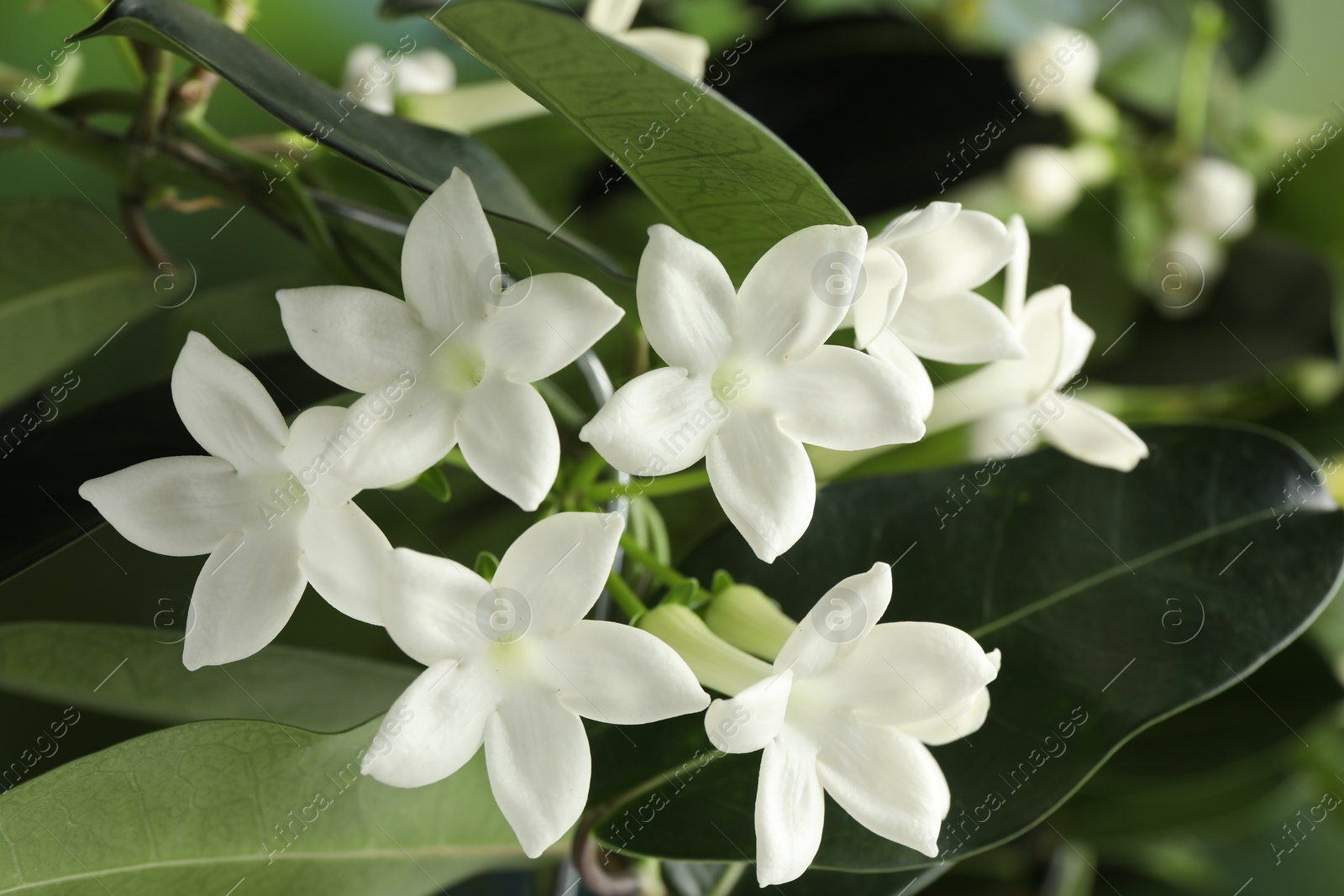 Beautiful jasmine plant with flowers on blurred background, closeup Photo of Beautiful jasmine plant with flowers on blurred background, closeup