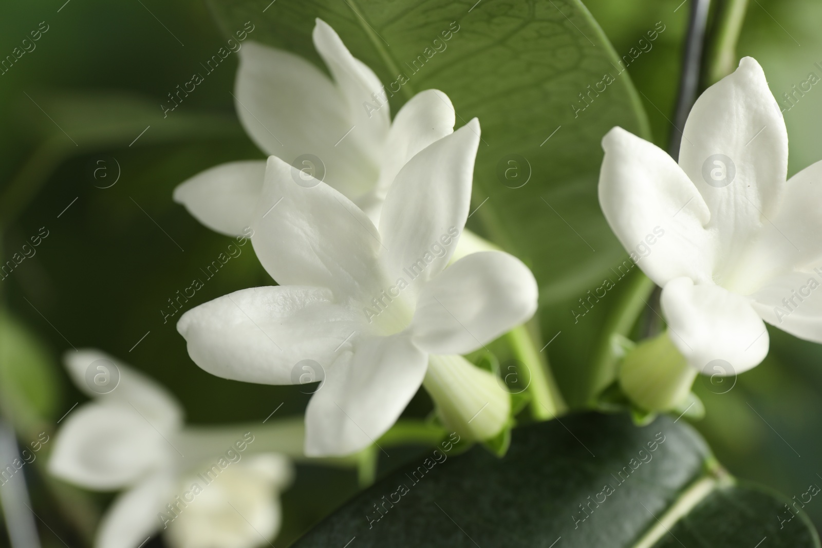 Beautiful jasmine plant with flowers on blurred background, closeup Photo of Beautiful jasmine plant with flowers on blurred background, closeup