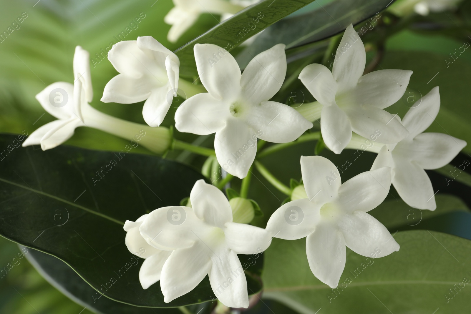 Beautiful jasmine plant with flowers on blurred background, closeup Photo of Beautiful jasmine plant with flowers on blurred background, closeup