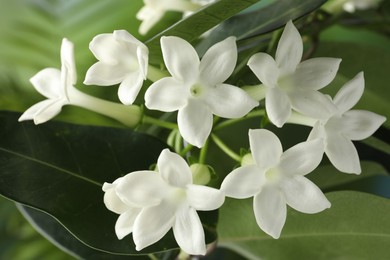 Photo of Beautiful jasmine plant with flowers on blurred background, closeup
