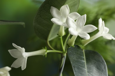 Photo of Beautiful jasmine plant with flowers on blurred background, closeup