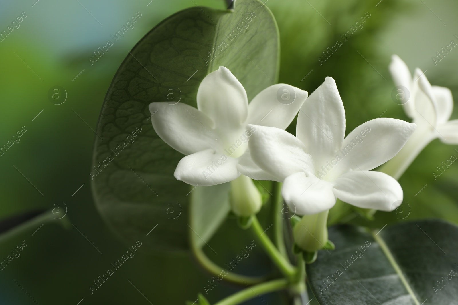 Beautiful jasmine plant with flowers on blurred background, closeup Photo of Beautiful jasmine plant with flowers on blurred background, closeup