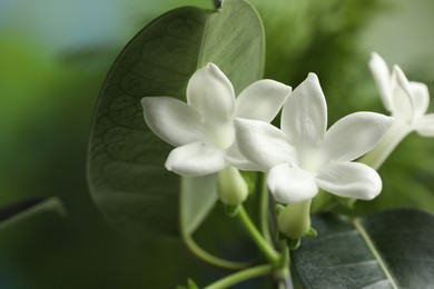 Photo of Beautiful jasmine plant with flowers on blurred background, closeup