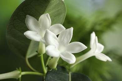 Photo of Beautiful jasmine plant with flowers on blurred background, closeup