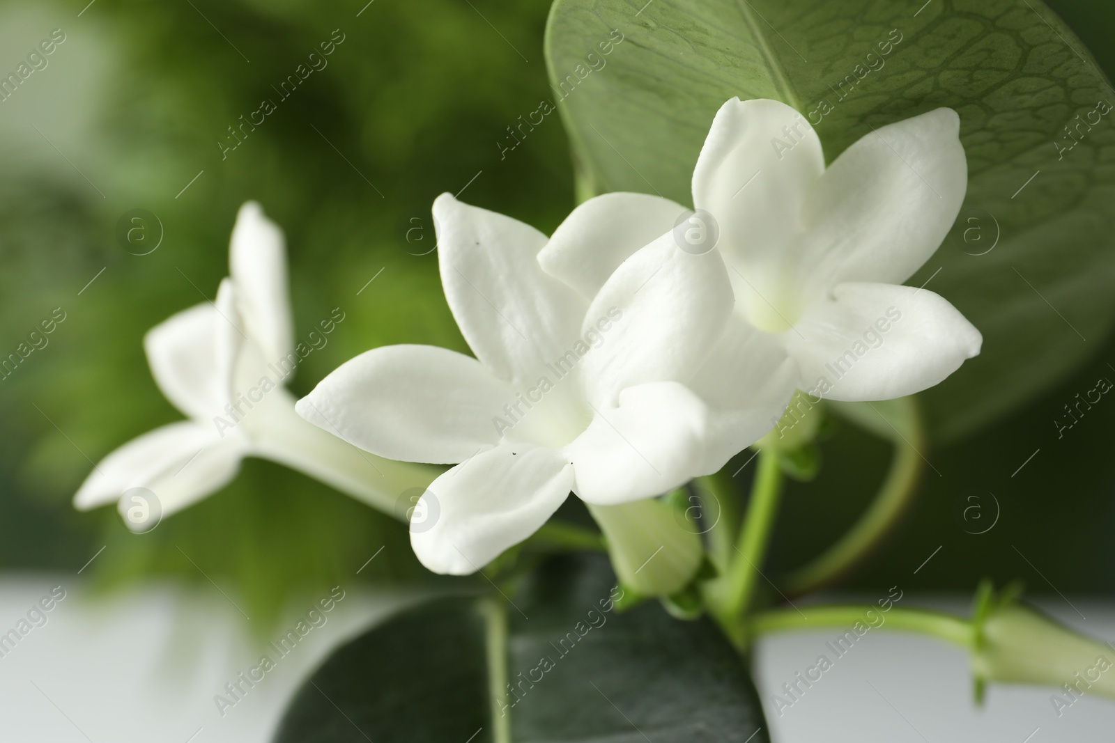 Beautiful jasmine plant with flowers on blurred background, closeup Photo of Beautiful jasmine plant with flowers on blurred background, closeup