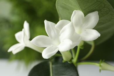 Photo of Beautiful jasmine plant with flowers on blurred background, closeup