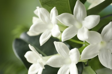 Photo of Beautiful jasmine plant with flowers on blurred background, closeup