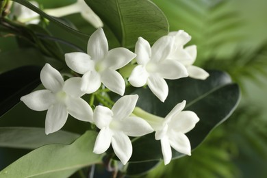 Photo of Beautiful jasmine plant with flowers on blurred background, closeup