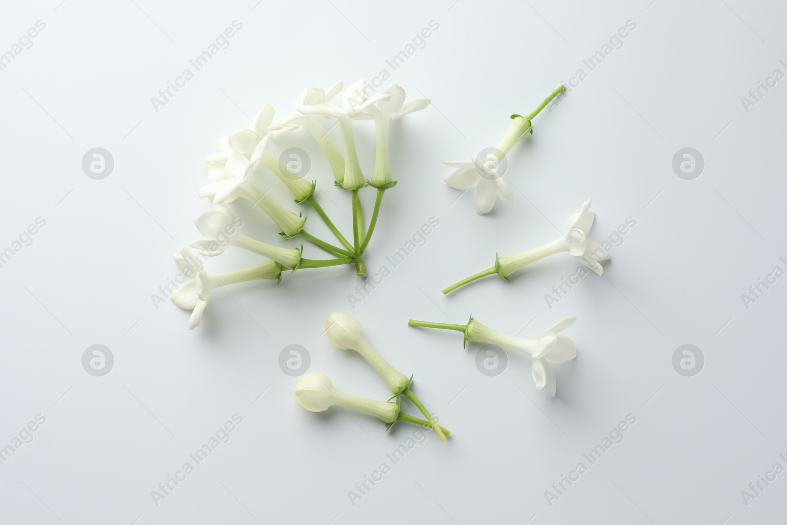 Beautiful jasmine flowers on white background, flat lay Photo of Beautiful jasmine flowers on white background, flat lay
