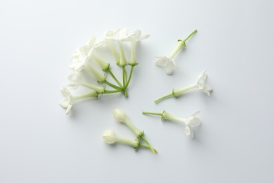 Photo of Beautiful jasmine flowers on white background, flat lay