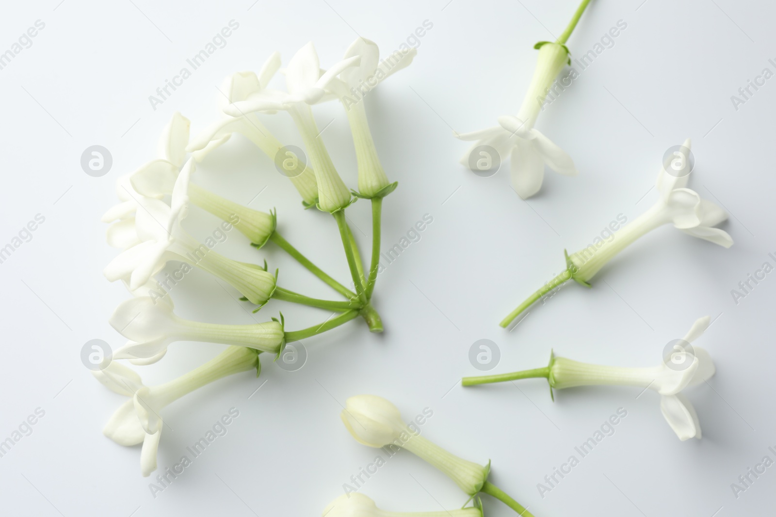 Beautiful jasmine flowers on white background, flat lay Photo of Beautiful jasmine flowers on white background, flat lay