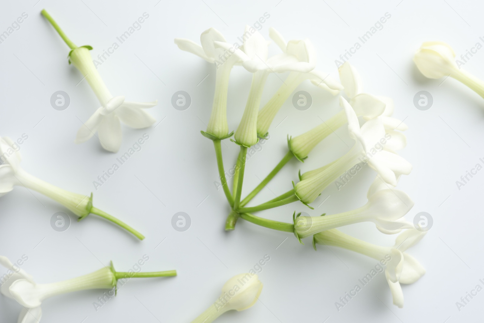 Beautiful jasmine flowers on white background, flat lay Photo of Beautiful jasmine flowers on white background, flat lay