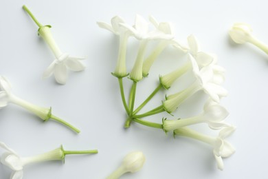 Photo of Beautiful jasmine flowers on white background, flat lay