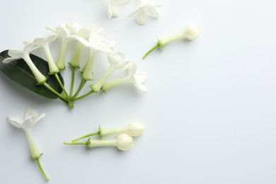 Photo of Beautiful jasmine flowers on white background, flat lay. Space for text