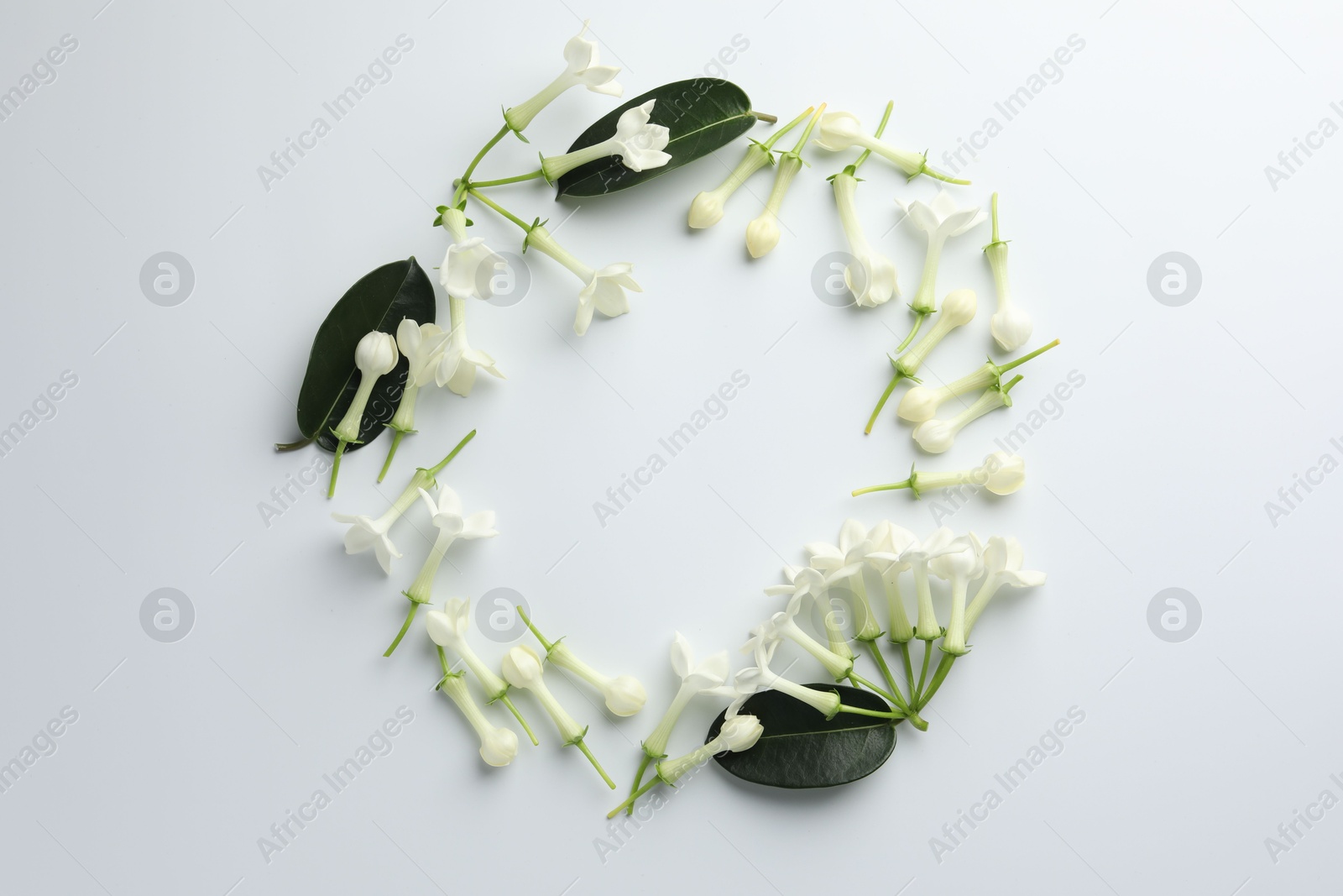 Frame made of beautiful jasmine flowers on white background, flat lay. Space for text Photo of Frame made of beautiful jasmine flowers on white background, flat lay. Space for text