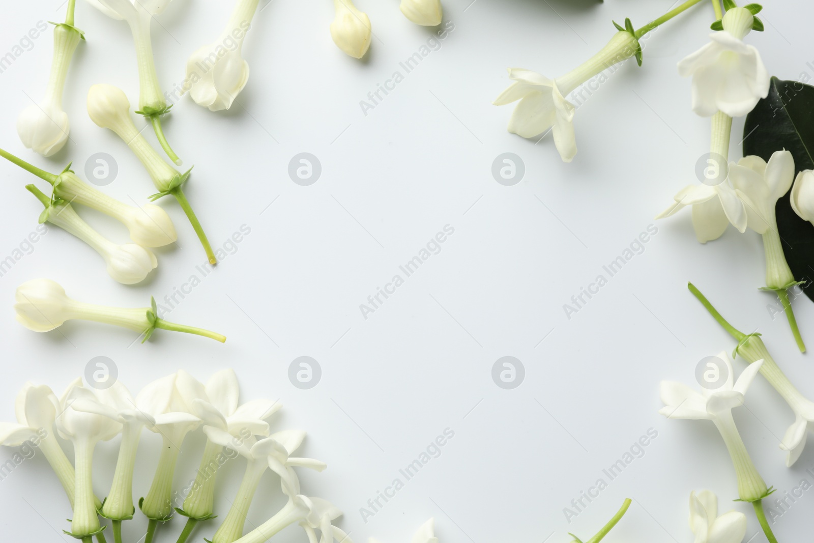 Frame made of beautiful jasmine flowers on white background, flat lay. Space for text Photo of Frame made of beautiful jasmine flowers on white background, flat lay. Space for text