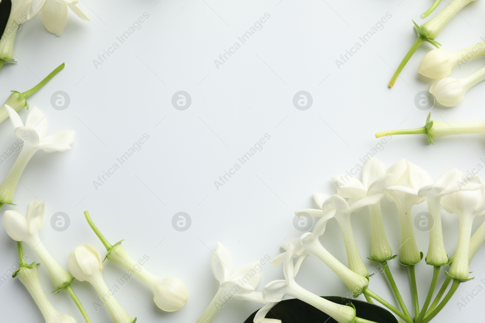 Frame made of beautiful jasmine flowers on white background, flat lay. Space for text Photo of Frame made of beautiful jasmine flowers on white background, flat lay. Space for text