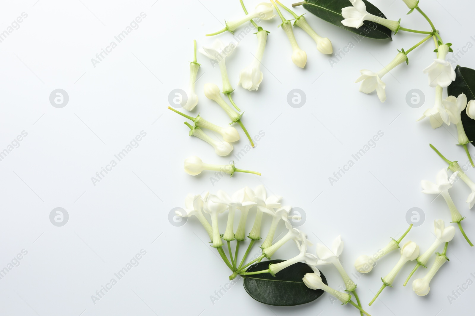 Frame made of beautiful jasmine flowers on white background, flat lay. Space for text Photo of Frame made of beautiful jasmine flowers on white background, flat lay. Space for text