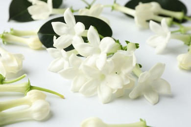 Photo of Beautiful jasmine flowers on white background, closeup