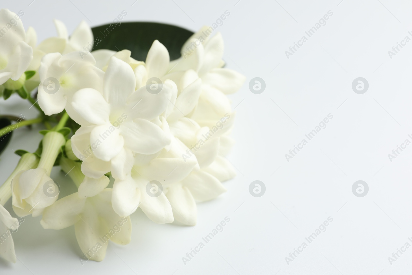 Beautiful jasmine flowers on white background, closeup. Space for text Photo of Beautiful jasmine flowers on white background, closeup. Space for text