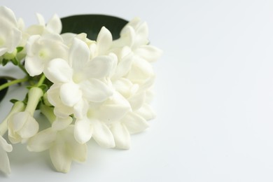 Photo of Beautiful jasmine flowers on white background, closeup. Space for text