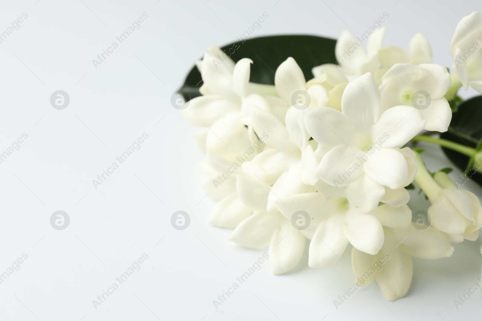 Beautiful jasmine flowers on white background, closeup. Space for text Photo of Beautiful jasmine flowers on white background, closeup. Space for text