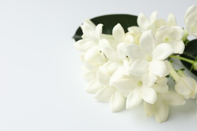 Photo of Beautiful jasmine flowers on white background, closeup. Space for text