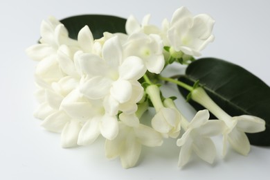 Photo of Beautiful jasmine flowers on white background, closeup