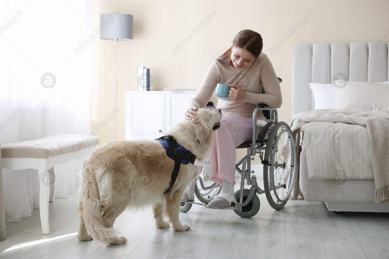 Photo of Woman in wheelchair with her service dog at home