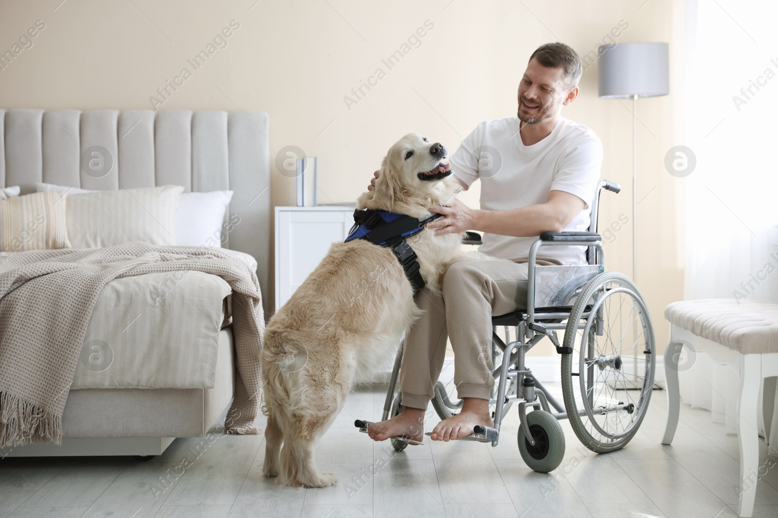 Man in wheelchair with his service dog at home Photo of Man in wheelchair with his service dog at home